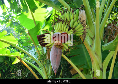 Banane Blume Stockfoto