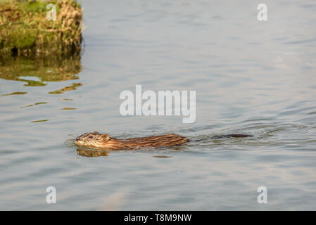 Nasse Bisamratte (Ondatra zibethica) close-up, das auf dem Wasser schwimmt im See Stockfoto