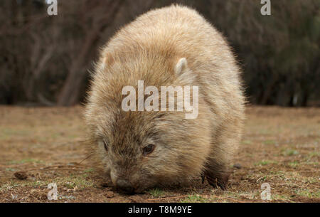 Eine gemeinsame Wombat, Vombatus Ursinus, suchen nach Nahrung in Tasmanien, Australien Stockfoto