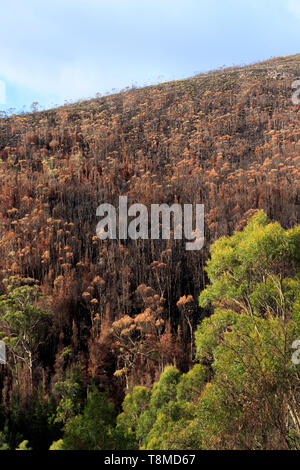 Schwarz und verbrannten Bäume decken ein Hügel im Südwesten Tasmaniens Wildnis, die von großen buschbrände im frühen 2019 verbrannt wurde. Stockfoto