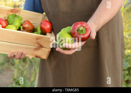 Mann hält Gemüsepaprika im Freien Stockfoto