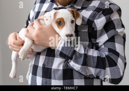 Menschen- und PET-Konzept - Nahaufnahme Portrait von Jack Russell Terrier Welpen sitzen auf die Hände des Menschen Stockfoto