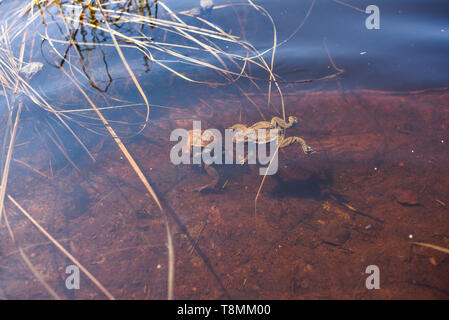 Kröten auf dem See. Der Kampf um das Weibchen während der Paarung. Stockfoto