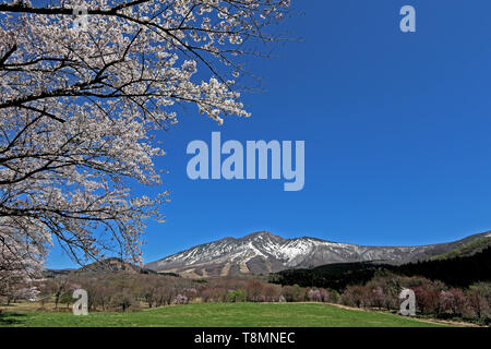 Frühling am Tazawa Kogen, Akita, Japan Stockfoto