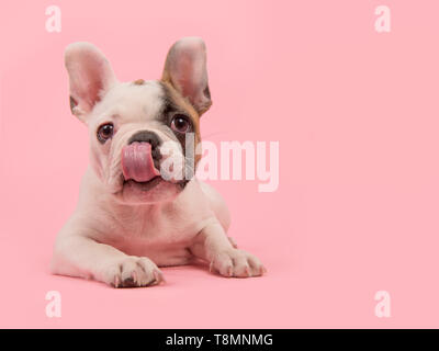 Süße französische Bulldogge Welpe liegend auf einem rosa Hintergrund die Nase lecken Stockfoto