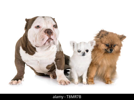 drei Hunde vor weißem Hintergrund Stockfoto