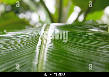 Ansicht schließen auf dem mittleren Kanal einer grün leuchtenden Banana Leaf. Stockfoto