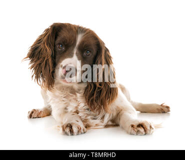 English Springer Spaniel vor weißem Hintergrund Stockfoto
