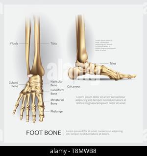 Fuß Knochen Anatomie Vector Illustration Stock Vektor