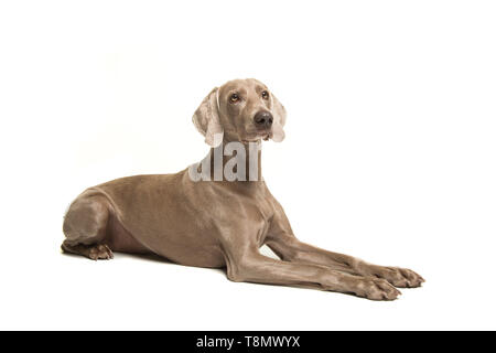 Weimaraner Hund liegend weg schauen auf weißem Hintergrund Stockfoto