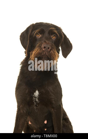 Porträt einer Cesky Fousek Hund an der Kamera auf einem weißen Hintergrund suchen Stockfoto