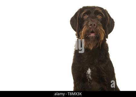 Porträt einer Cesky Fousek Hund an der Kamera mit offenem Mund auf weißem Hintergrund suchen Stockfoto