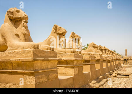 Ram-headed Sphingen säumen die Straße außerhalb der Tempel in Karnak, Ägypten Stockfoto