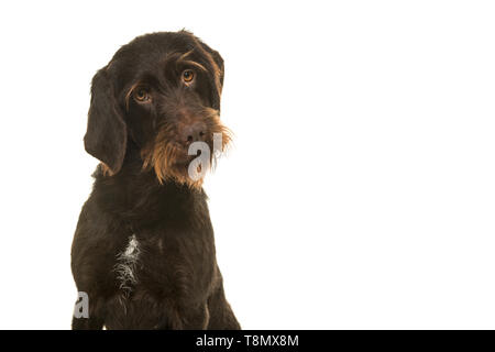 Porträt einer Cesky Fousek Hund an der Kamera auf einem weißen Hintergrund suchen Stockfoto