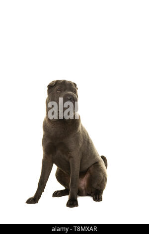 Sitzung grau shar-pei Hund suchen Sie auf weißem Hintergrund Stockfoto