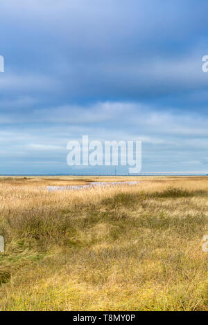 Blick auf Dünen und Oresund Brücke in der Ferne in Falsterbo, Malmö, Schweden Stockfoto