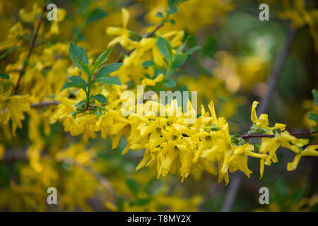 Blüte Cotoneaster im Frühling. Forsythia - Gattung von Sträuchern und kleinen Bäumen Rutaceae Familie, blühenden gelben Blumen. Forsythia Strauch in Hell Stockfoto