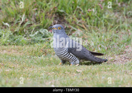 Männliche gemeinsame Kuckuck (Cuculus canorus) Stockfoto