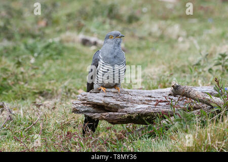 Männliche gemeinsame Kuckuck (Cuculus canorus) auf einem toten Zweig gehockt Stockfoto