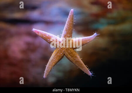 Die Unterseite eines Seestern (Seesterne) In einem Aquarium ruhen (Stachelhäuter der Klasse Asteroidea) Stockfoto