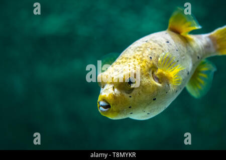 Gelb Schwarzfleckiger (oder hundegesichtiger) Kugelfisch (Arothron nigropunctatus) Schwimmen im Aquarium Tank Stockfoto