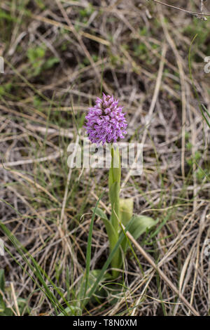 Gemeinsame orchid Drei gezahnten Orchid/Neotinea tridentata Stockfoto