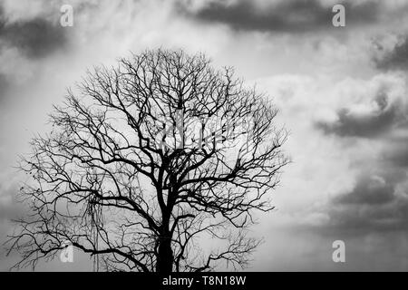 Silhouette blattlosen Baum. Silhouette toten Baum auf dunklen Dramatischer Himmel und Wolken Hintergrund für furchtsam oder Tod. Halloween Tag Hintergrund. Hoffnungslos Stockfoto