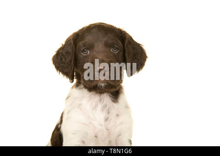 Porträt einer kleiner Mnsterlander Welpe Hund suchen an der Kamera auf weißem Hintergrund Stockfoto