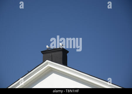 Zwei Möwen sitzen auf einem Schornstein auf dem Dach gegen den blauen Himmel an einem sonnigen Frühlingstag in Stockholm, Schweden. Stockfoto