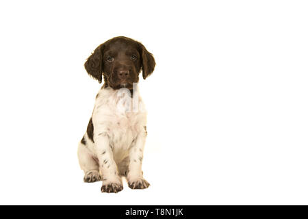 Sitzung niedlich kleiner Mnsterlander Welpe Hund in die Kamera schaut auf weißem Hintergrund Stockfoto