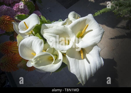 Schöne weiße calla Lilien closeup mit Blüten und Stempel im Sonnenschein von oben. Stockfoto