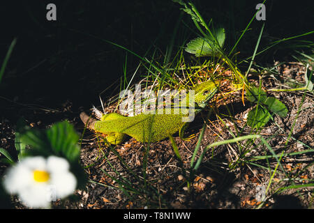 Grüne Eidechse im Gras sitzen im Garten Stockfoto