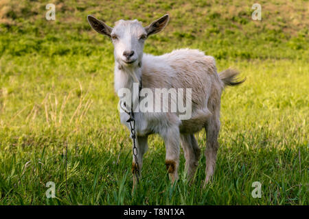 Weiße Ziegen füttern auf der Farm an einem sonnigen Tag Stockfoto