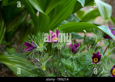 Botanische Rarität wundervoll maroon Frühling Anemonen in den Morgen Garten auf einem hellen Sonne verschwommenen Hintergrund. Pulsatilla helle und flauschige Blumen Schlafen Stockfoto