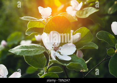 Saftige weiße Quitte Blumen blühen im Garten in der Sonne. Saftig grünen im Garten. Stockfoto