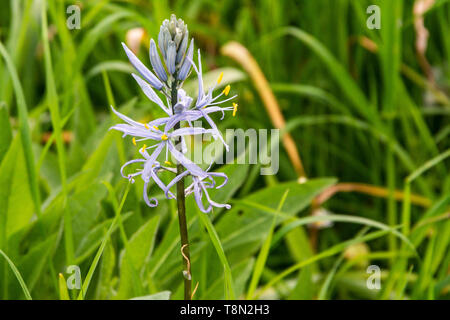 Die Blumen eines Kamass von Cusick (Camassia cusickii) Stockfoto