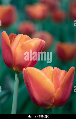 Tulpe Blume. Der Lateinische Name ist Tulipa. Tulip in Form einer Pfingstrose in Rot. Auf dem Hintergrund von grünem Laub. Close-up. Der Hintergrund ist bl Stockfoto