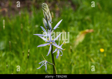 Die Blumen eines Kamass von Cusick (Camassia cusickii) Stockfoto