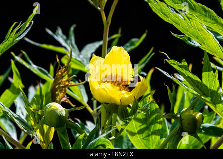 Eine Hummel an der Blüte einer tibetischen Baum Pfingstrose (Paeonia ludlowii) Stockfoto