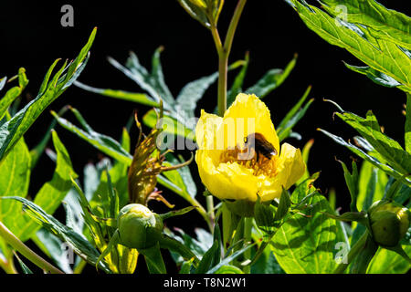 Eine Hummel an der Blüte einer tibetischen Baum Pfingstrose (Paeonia ludlowii) Stockfoto