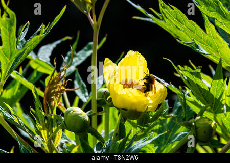 Eine Hummel an der Blüte einer tibetischen Baum Pfingstrose (Paeonia ludlowii) Stockfoto