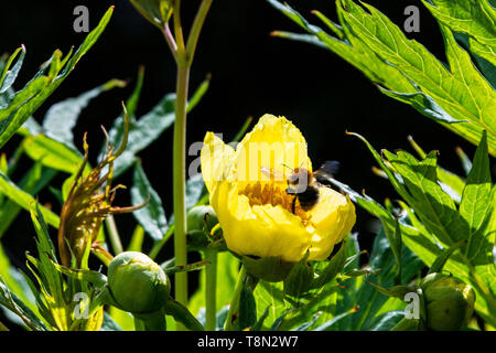 Eine Hummel an der Blüte einer tibetischen Baum Pfingstrose (Paeonia ludlowii) Stockfoto