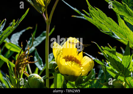 Eine Hummel an der Blüte einer tibetischen Baum Pfingstrose (Paeonia ludlowii) Stockfoto