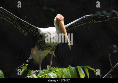 Ibis leucocephalus oder lackiert Stork an der Alipore Zoologische Garten in Kalkutta, Indien. Stockfoto