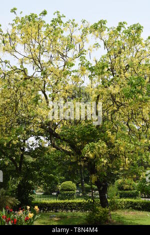 Cassia fistula oder Goldene Dusche Baum in voller Blüte mit Samenkapseln an der Alipore Zoologische Garten in Kalkutta, Indien. Stockfoto