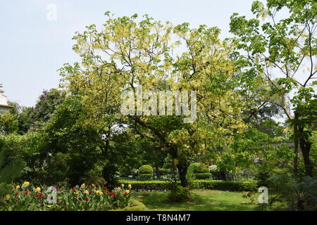 Cassia fistula oder Goldene Dusche Baum in voller Blüte mit Samenkapseln an der Alipore Zoologische Garten in Kalkutta, Indien. Stockfoto