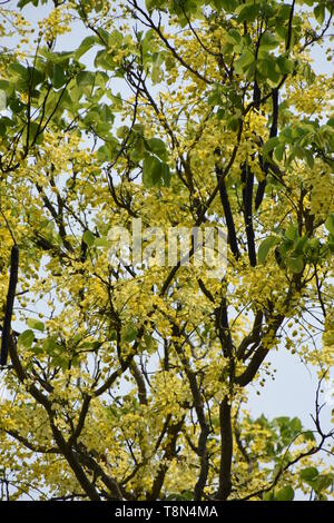 Cassia fistula oder Goldene Dusche Baum in voller Blüte mit Samenkapseln an der Alipore Zoologische Garten in Kalkutta, Indien. Stockfoto