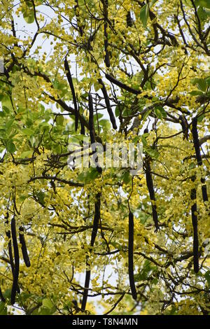 Cassia fistula oder Goldene Dusche Baum in voller Blüte mit Samenkapseln an der Alipore Zoologische Garten in Kalkutta, Indien. Stockfoto