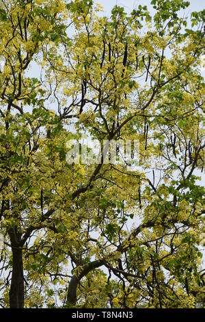 Cassia fistula oder Goldene Dusche Baum in voller Blüte mit Samenkapseln an der Alipore Zoologische Garten in Kalkutta, Indien. Stockfoto