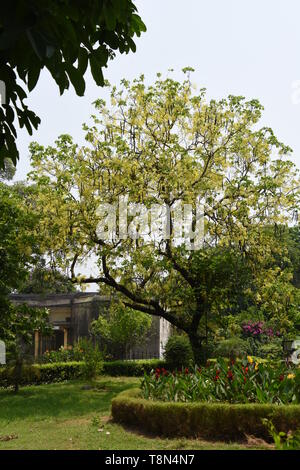 Cassia fistula oder Goldene Dusche Baum in voller Blüte mit Samenkapseln an der Alipore Zoologische Garten in Kalkutta, Indien. Stockfoto